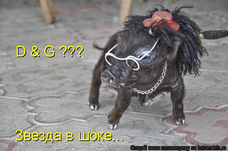 Звезда в шоке... D & G ???... Котоматрица: Звезда в шоке... D & G ???