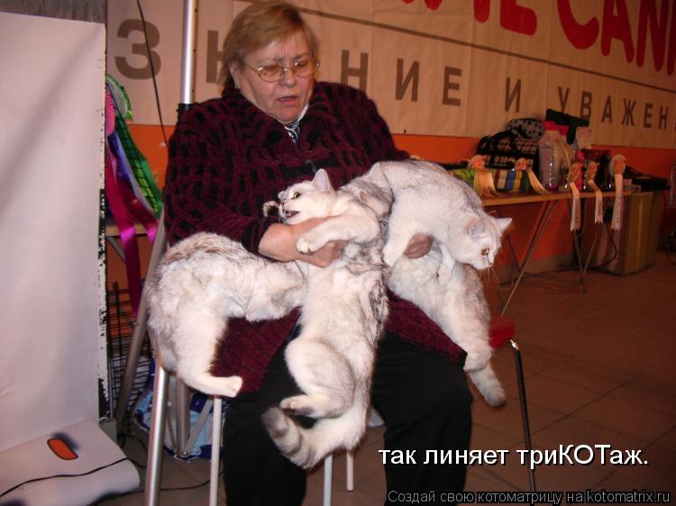 так линяет триКОТаж.... Котоматрица: так линяет триКОТаж.