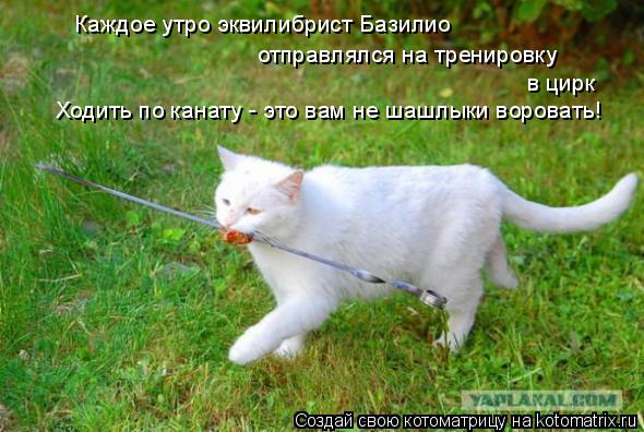 Каждое утро эквилибрист Базилио отправлялся на тренировку в цирк Ходить по канату - это вам не шашлык... Котоматрица: Каждое утро эквилибрист Базилио отправлялся на тренировку в цирк Ходить по канату - это вам не шашлыки воровать!
