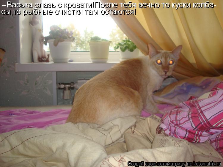 --Васька,слазь с кровати!После тебя вечно то куски колба- сы,то рыбные очистки там остаются!... Котоматрица: --Васька,слазь с кровати!После тебя вечно то куски колба- сы,то рыбные очистки там остаются!