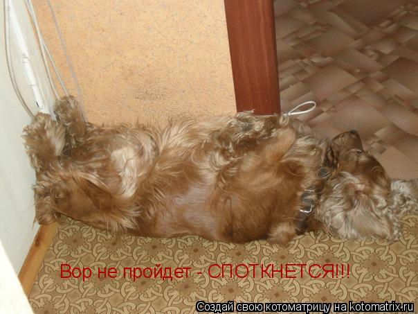 Вор не пройдет - СПОТКНЕТСЯ!!!... Котоматрица: Вор не пройдет - СПОТКНЕТСЯ!!!