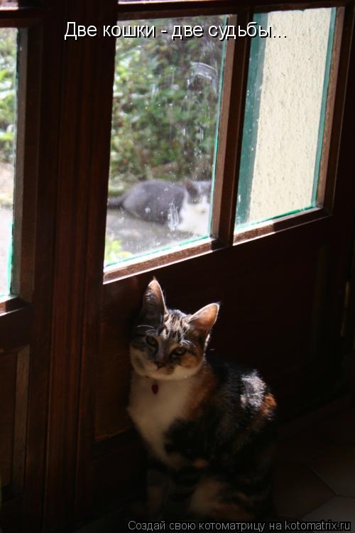 Две кошки - две судьбы...... Котоматрица: Две кошки - две судьбы...