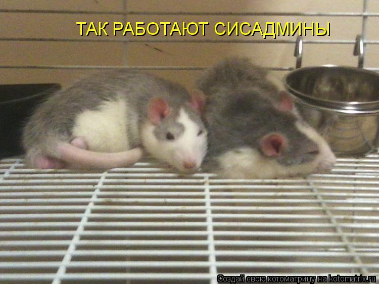 ТАК РАБОТАЮТ СИСАДМИНЫ... Котоматрица: ТАК РАБОТАЮТ СИСАДМИНЫ