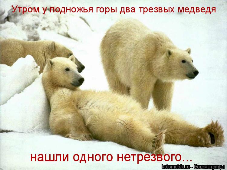 Утром у подножья горы два трезвых медведя нашли одного нетрезвого...... Котоматрица: Утром у подножья горы два трезвых медведя нашли одного нетрезвого...