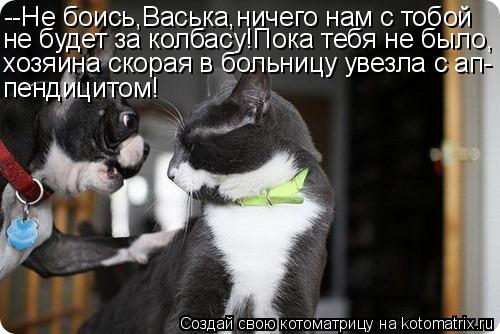 --Не боись,Васька,ничего нам с тобой не будет за колбасу!Пока тебя не было, хозяина скорая в больницу... Котоматрица: --Не боись,Васька,ничего нам с тобой не будет за колбасу!Пока тебя не было, хозяина скорая в больницу увезла с ап- пендицитом!