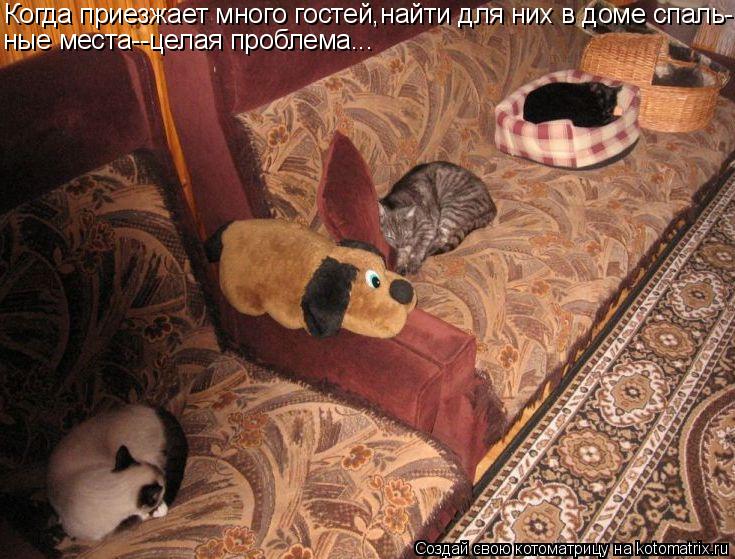 Когда приезжает много гостей,найти для них в доме спаль- ные места--целая проблема...... Котоматрица: Когда приезжает много гостей,найти для них в доме спаль- ные места--целая проблема...