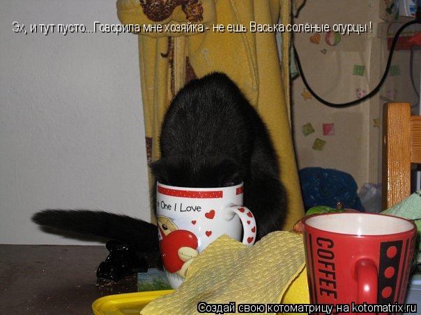 Эх, и тут пусто...Говорила мне хозяйка - не ешь Васька солёные огурцы !... Котоматрица: Эх, и тут пусто...Говорила мне хозяйка - не ешь Васька солёные огурцы !
