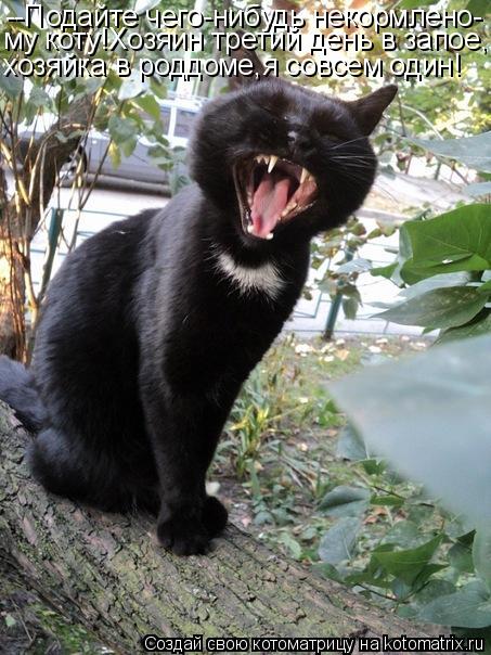 --Подайте чего-нибудь некормлено- му коту!Хозяин третий день в запое, хозяйка в роддоме,я совсем один... Котоматрица: --Подайте чего-нибудь некормлено- му коту!Хозяин третий день в запое, хозяйка в роддоме,я совсем один!