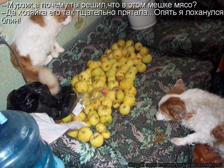 --Мурзик,а почему ты решил,что в этом мешке мясо? --Да хозяйка его так тщательно прятала...Опять я ло... Котоматрица: --Мурзик,а почему ты решил,что в этом мешке мясо? --Да хозяйка его так тщательно прятала...Опять я лоханулся, блин!