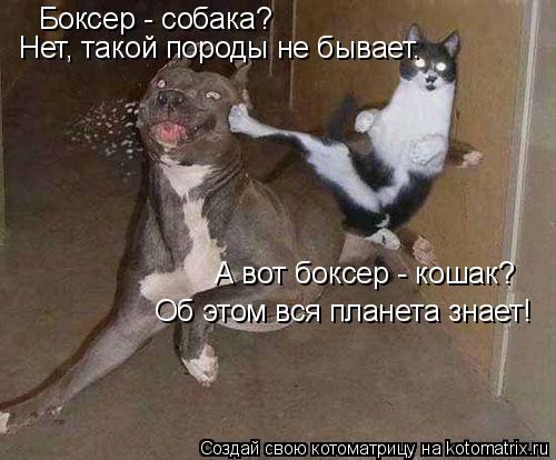 Котоматрица: Боксер - собака? Нет, такой породы не бывает. А вот боксер - кошак? Об этом вся планета знает!