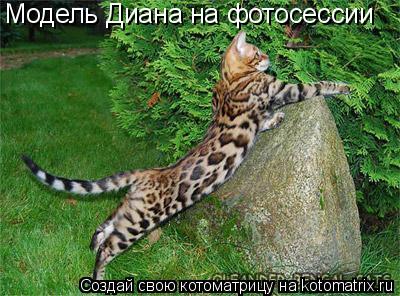 Котоматрица: Модель Диана на фотосессии