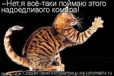 Котоматрица: --Нет,я всё-таки поймаю этого надоедливого комара!