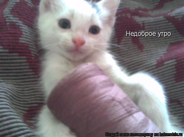 Котоматрица: Недоброе утро