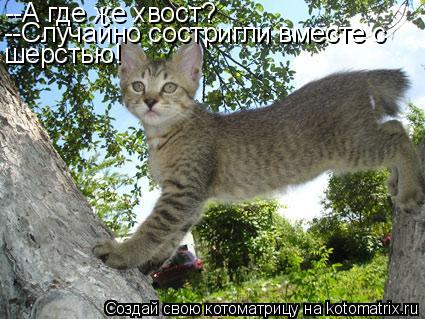 Котоматрица: --А где же хвост? --Случайно состригли вместе с шерстью!