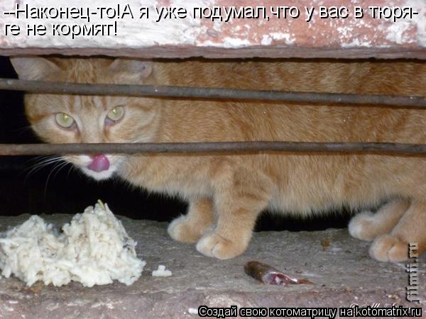 Котоматрица: --Наконец-то!А я уже подумал,что у вас в тюря- ге не кормят!