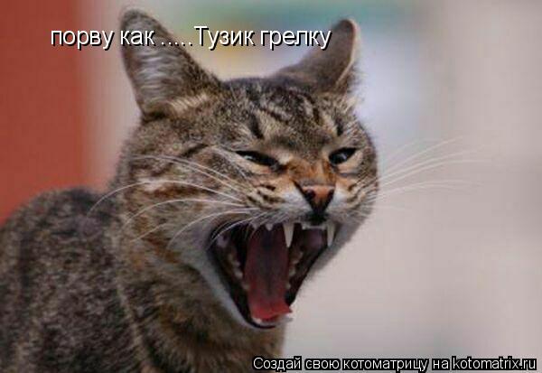 Котоматрица: порву как .....Тузик грелку