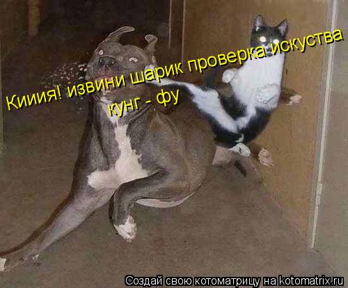 Кииия! извини шарик проверка искуства кунг-фу кунг - фу... Котоматрица: Кииия! извини шарик проверка искуства кунг-фу кунг - фу