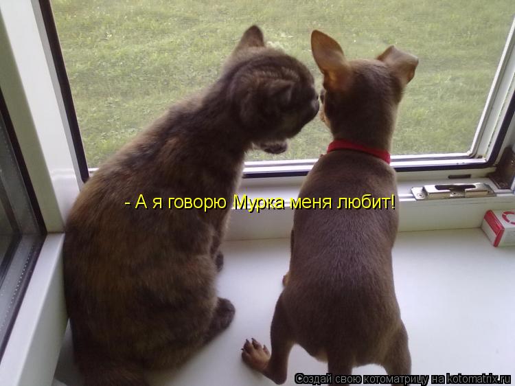 - А я говорю Мурка меня любит!... Котоматрица: - А я говорю Мурка меня любит!