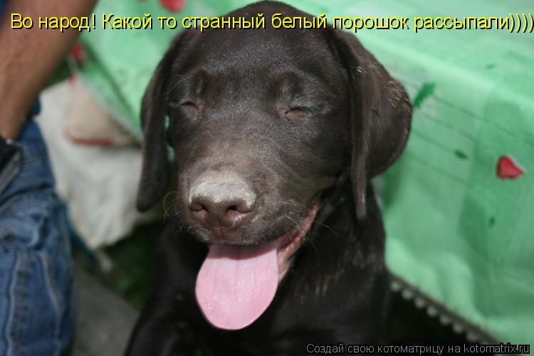 Во народ! Какой то странный белый порошок рассыпали))))... Котоматрица: Во народ! Какой то странный белый порошок рассыпали))))