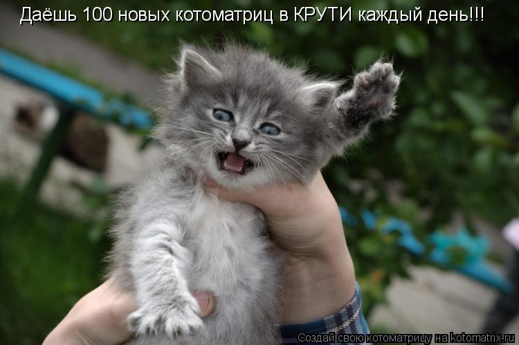 Даёшь 100 новых котоматриц в КРУТИ каждый день!!!... Котоматрица: Даёшь 100 новых котоматриц в КРУТИ каждый день!!!