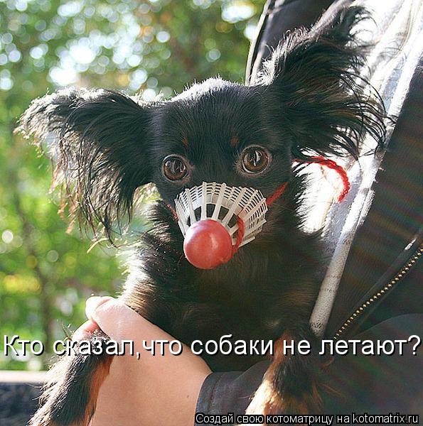 Кто сказал,что собаки не летают?... Котоматрица: Кто сказал,что собаки не летают?