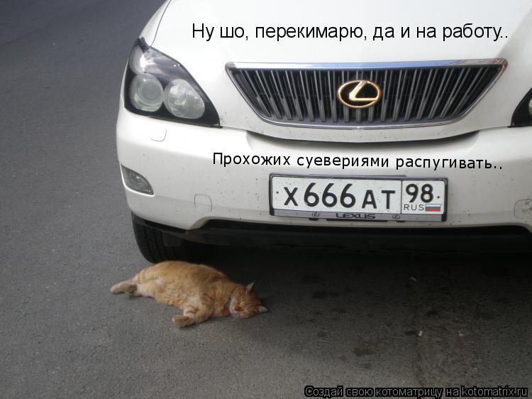 Прохожих суевериями распугивать.. Ну шо, перекимарю, да и на работу..... Котоматрица: Прохожих суевериями распугивать.. Ну шо, перекимарю, да и на работу..