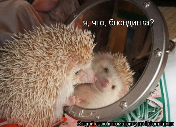 я, что, блондинка?... Котоматрица: я, что, блондинка?