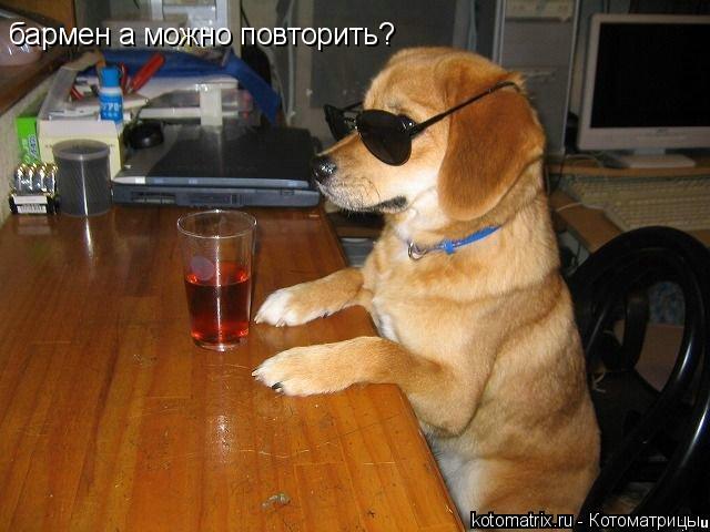 бармен а можно повторить?... Котоматрица: бармен а можно повторить?