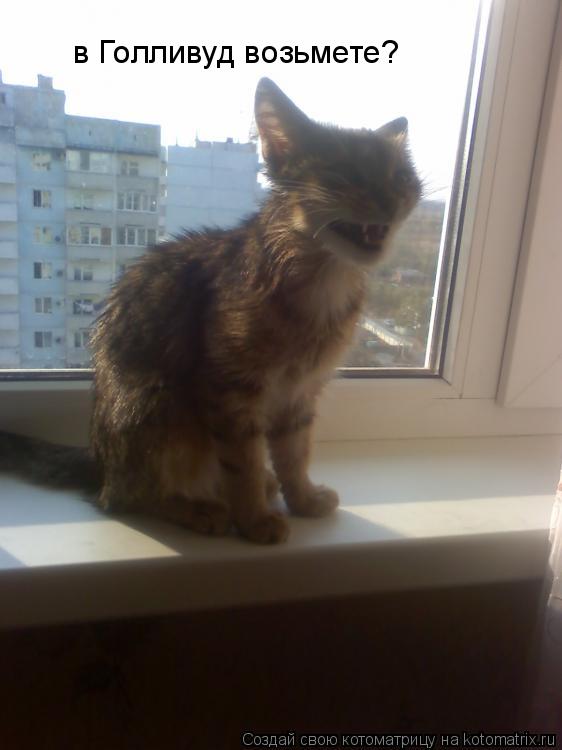 в Голливуд возьмете?... Котоматрица: в Голливуд возьмете?