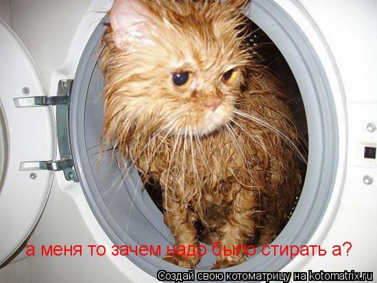 а меня то зачем надо было стирать а?... Котоматрица: а меня то зачем надо было стирать а?