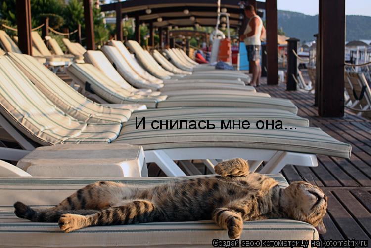 И снилась мне она...... Котоматрица: И снилась мне она...