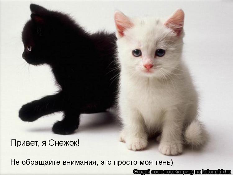 Котоматрица: Привет, я Снежок! Не обращайте внимания, это просто моя тень)