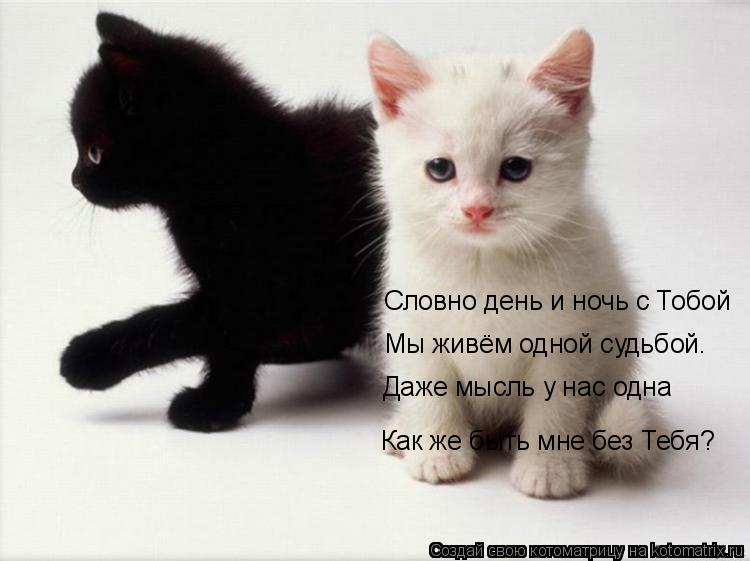 Котоматрица: Словно день и ночь с Тобой Мы живём одной судьбой. Даже мысль у нас одна Как же быть мне без Тебя?