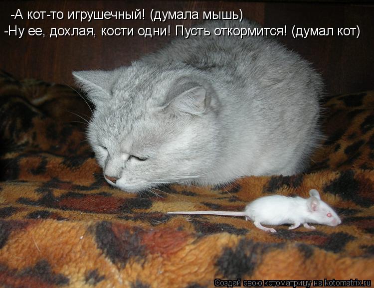 Котоматрица: -А кот-то игрушечный! (думала мышь) -Ну ее, дохлая, кости одни! Пусть откормится! (думал кот)