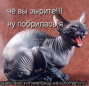 Котоматрица: чё вы зырите!!! ну побрилась я  .....