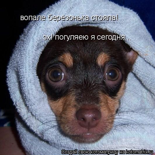 Котоматрица: вопале берёзонька стояла! эх! погуляею я сегодня...