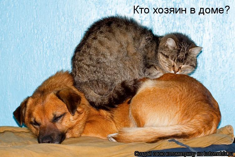 Котоматрица: Кто хозяин в доме?