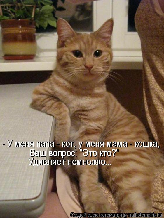 - У меня папа - кот, у меня мама - кошка, Ваш вопрос: "Это кто?" Удивляет немножко...... Котоматрица: - У меня папа - кот, у меня мама - кошка, Ваш вопрос: "Это кто?" Удивляет немножко...