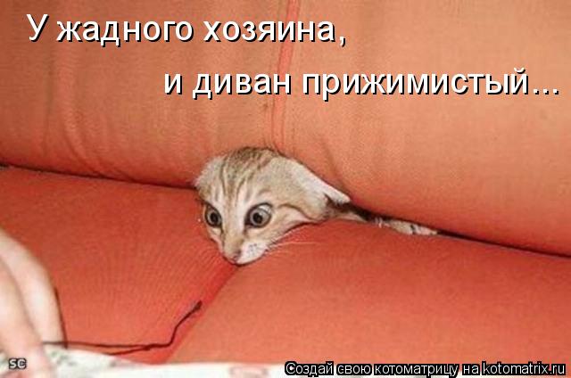 У жадного хозяина, и диван прижимистый...... Котоматрица: У жадного хозяина, и диван прижимистый...