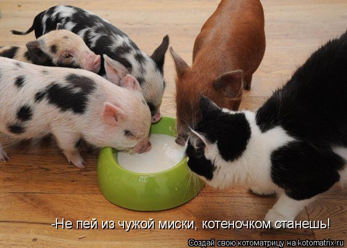 -Не пей из чужой миски, котеночком станешь!... Котоматрица: -Не пей из чужой миски, котеночком станешь!
