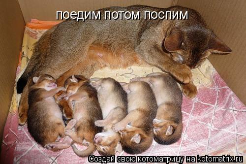 Котоматрица: поедим потом поспим