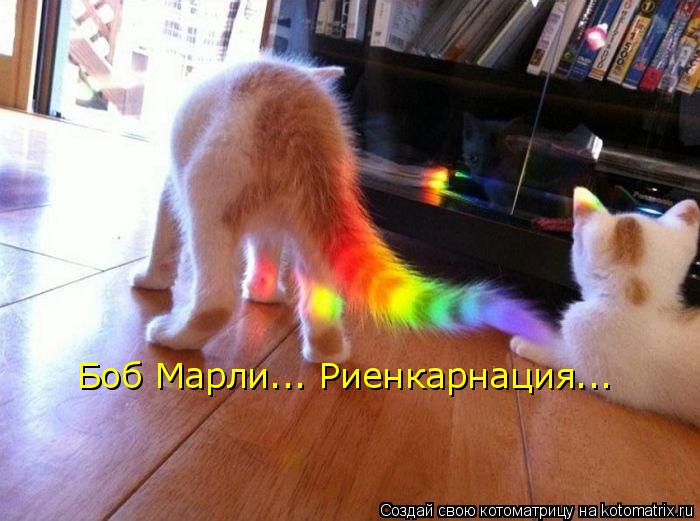Котоматрица: Боб Марли... Риенкарнация...