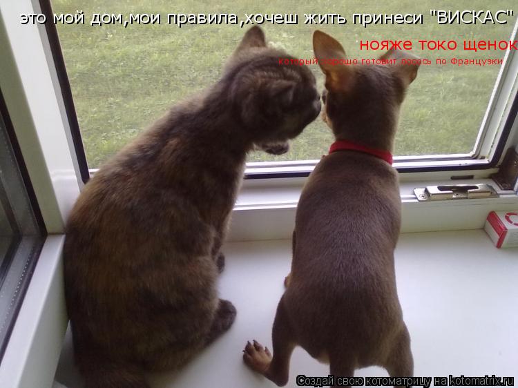 Котоматрица: это мой дом,мои правила,хочеш жить принеси "ВИСКАС" нояже токо щенок который хорошо готовит лосось по Французки