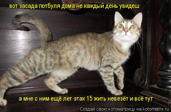 Котоматрица: вот засада потбуля дома не каждый день увидеш а мне с ним ещё лет этак 15 жить невезёт и всё тут
