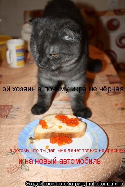 Котоматрица: эй хозяин а почему икра не чёрная а потому-что ты дал мне денег только на красную и на новый автомобиль