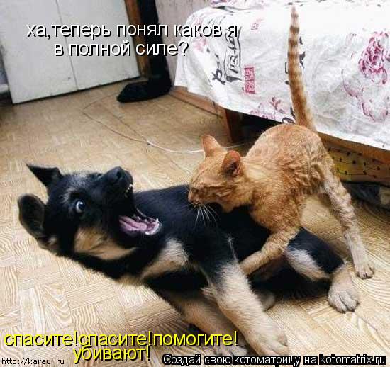 Котоматрица: спасите!спасите!помогите! убивают! ха,теперь понял каков я в полной силе?