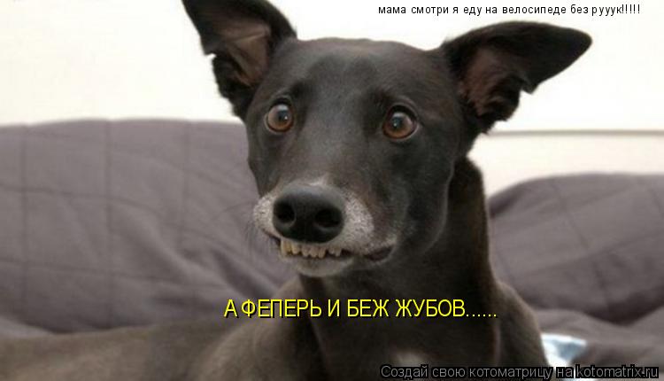 Котоматрица: мама смотри я еду на велосипеде без рууук!!!!! А ФЕПЕРЬ И БЕЖ ЖУБОВ......
