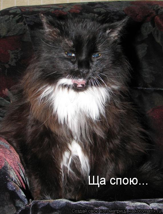 Котоматрица: Ща спою...
