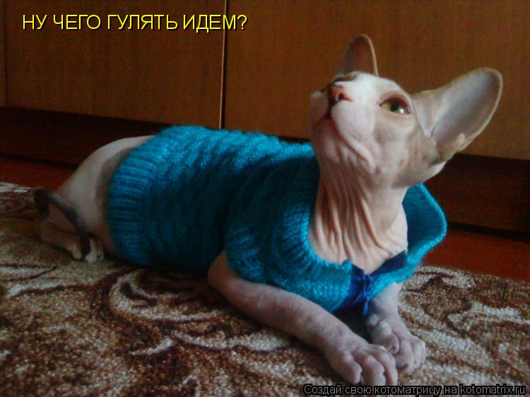 Котоматрица: НУ ЧЕГО ГУЛЯТЬ ИДЕМ?
