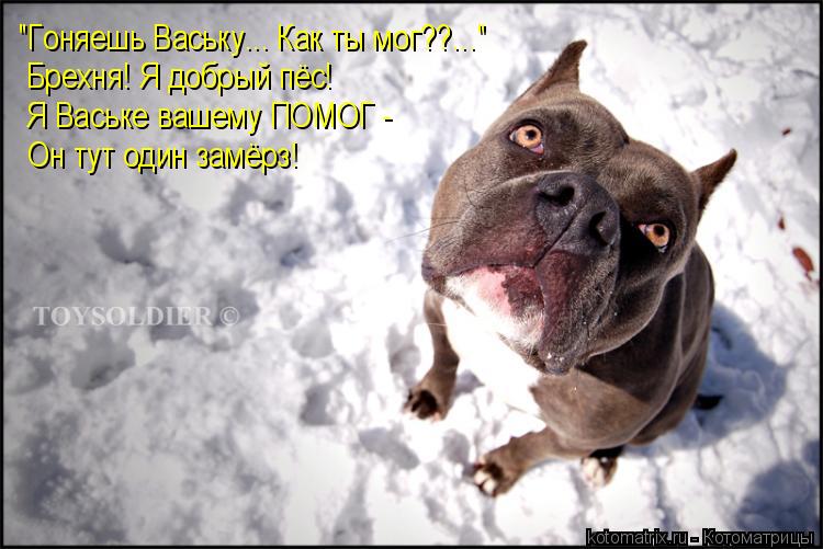 Котоматрица: "Гоняешь Ваську... Как ты мог??..."  Брехня! Я добрый пёс! Я Ваське вашему ПОМОГ - Он тут один замёрз!